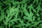 The fresh green Chrysanthemum leaves texture background for de