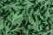 The fresh green Chrysanthemum leaves texture background for de