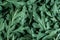 A fresh green Chrysanthemum leaves texture background for desi
