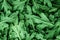 Fresh green Chrysanthemum leaves texture background for a desi