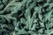 Fresh green Chrysanthemum leaves texture background for design