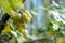 Fresh green clusters of grapes on green branches. The concept of winemaking, wine, vegetable garden, cottage, harvest