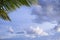 Fresh green coconut palm leaves tree  curve shape on blue sky with cloudy background. sharp leaves plant tropical fruit trees in