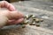 Fresh Green Coffee Beans Harvest Wooden Table, Grains, Fingers Holding, Craftsmanship, Exportation,