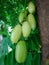 Fresh green colored of Averrhoa Bilimbi fruits which commomly used as cooking ingredients