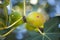 Fresh green Common figs on the branch