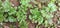 Fresh green coriander group indian farm