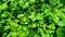 Fresh green coriander leaf vegetable texture