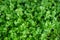 fresh green coriander leaves vegetable