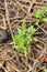 Fresh green Coriandrum sativum plants in nature garden