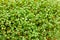 Fresh green cress salad sprouts, growing watercress salad