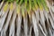 Fresh green cuban petticoate palm leaves