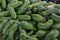 Fresh green cucumber gherkin for sale at city market.