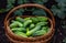 fresh green cucumbers ice in a wicker natural basket