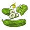 Fresh green cucumbers - whole, half, slices, leaf and flower.