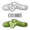 Fresh green cucumbers - whole, half, slices. Vector vintage engraving