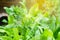 Fresh green culantro or parsley ,sawtooth coriander, eryngium foetidum, healthy concept