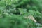 Fresh green curly parsley after the rain. Greenery in the garden. Selective focus