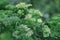 Fresh green curly parsley after the rain. Greenery in the garden. Selective focus