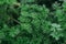 Fresh green curly parsley after the rain. Greenery in the garden. Selective focus