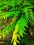 Fresh green curry leaves in the garden