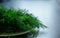 Fresh green dill branches, selective focus, close-up. Dill branches prepared for salad or freezing. Benefits of fresh greens for
