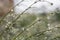 Fresh green dill grass with dew drops close up