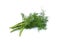 Fresh green Dill with stem on white