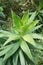 Fresh green Dracaena fragrans plant in nature garden