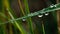 Fresh green drops on dewy blades, nature vibrant summer beauty generated by AI