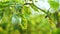 Fresh green eggplant vegetable on the plant on falling water background