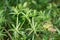 Fresh green Eryngium foetidum plant in nature garden