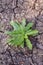 Fresh green eryngium foetidum plant in nature garden