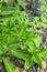 Fresh green Eryngium foetidum plant in nature garden