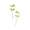 Fresh green fenugreek leaf, vegetarian healthy food, organic culinary aromatic herb vector Illustration on a white