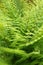 Fresh green fern