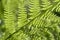 Fresh green fern leaf