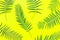 Fresh Green Fern Leaves Arranged in Pattern on Solid Yellow Background. Botanical Floral Plant Backdrop. Poster Banner Wallpaper