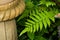 Fresh green fern leaves decoration outdoor garden near pillar. grassy garden tropical plant forest in botany.beauty foliage same p