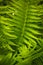 Fresh green fern leaves (DryÃ³pteris, Dryopteridaceae)