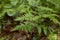 Fresh green fern leaves with raindrops