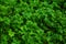 Fresh green fern selaginella involvens on the ground