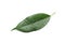 Fresh green ficus leaf on white background