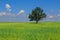 Fresh green field of juvenille grain and tree