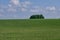 Fresh green field of juvenille grain and tree