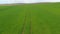 Fresh green field with tractor traces