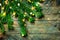 Fresh green fluffy bushy fir tree branches on old plank wood background. Glittering golden garland lights. Christmas New Year