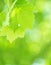 Fresh green foliage background