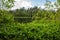 fresh green forest around country lake with reflections of tree trunks