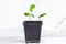 Fresh green Fortunella margarita Citrus reticulata house plant little seedlings in the black flower pot on light background